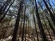 Skyward view of tall pines, showcasing the property's natural woodland at 402 Wilkinson St., Georgetown, SC 29440