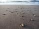 Newly hatched sea turtles making their way to the ocean across a sandy beach at 1064 Jase Dr., Longs, SC 29568