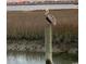 Pelican perched on a wooden post in a marshy area, reflecting the waterway, with neighborhood in the background at 990 Oak Hollow St., Longs, SC 29568