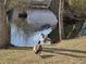 Scenic pond with geese on the bank, showcasing the natural beauty of the community at 1058 Sea Mountain Hwy. # 14-203, North Myrtle Beach, SC 29582