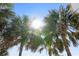 Bright, sunny image featuring palm trees and clear, cloudless blue sky at 2700 N Ocean Blvd. # 1053, Myrtle Beach, SC 29577