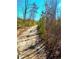 Winding dirt road lined with trees offers a tranquil entry to the property, shaded by mature trees at 3302 Highway 905, Conway, SC 29526