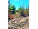 Land with young trees offers a peaceful, secluded building location amid natural beauty and a clear blue sky at 3302 Highway 905, Conway, SC 29526