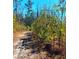 Dirt road winding through heavily wooded area at 3302 Highway 905, Conway, SC 29526