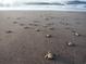 Sandy beach covered with baby sea turtles making their way to the ocean at 1013 Jase Dr., Longs, SC 29568