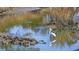 Beautiful shot of a Great Egret standing in shallow water next to a patch of reeds at 501 Maison Dr. # F-1, Myrtle Beach, SC 29572