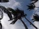 The picture shows several palm trees swaying in the wind against a bright blue, partly cloudy sky at 1001 Leatherman Rd., Conway, SC 29527