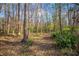 Explore nature in your backyard within the lush greenery and mature trees of this homes's wooded area at 3740 Limerick Rd., Myrtle Beach, SC 29579
