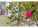Close-up of blooming camellia bush, with a view of the side of the house in the background at 103 N Magnolia Ave., Andrews, SC 29510