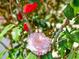 A close-up of a beautiful pink and white camellia flower with vibrant green leaves and hints of red blossoms at 400 Melrose Pl. # 14-A, Myrtle Beach, SC 29572