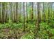 Green ferns and trees create a dense and beautiful natural landscape at 70 Izard Pl., Georgetown, SC 29440