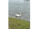 Elegant white swan swimming in a serene pond at 147 Marsh Deer Place, Surfside Beach, SC 29575