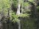 Lush riverfront with green trees reflected in the calm water, offering a tranquil and natural setting at 1465 Dirty Branch Rd., Conway, SC 29527