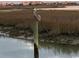 A pelican perched above a waterway with beautiful coastal homes and buildings in the background at 962 Oak Hollow St., Longs, SC 29568
