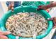 Close-up on a green basket filled with freshly caught shrimp, highlighting their pristine quality and abundance at 294 Field Loop Rd., Georgetown, SC 29440