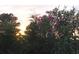 Pink blossoms in front of the sunset at 1028 Whooping Crane Dr., Conway, SC 29526