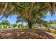 Expansive live oak tree adorned with Spanish moss with traditional home and other residences in the background in the River Haven community at 127 Emerald Rush Ct., Longs, SC 29568