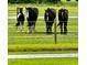 A group of horses standing near a fence, suggesting a well-maintained and functional equestrian property at 151 Saddle Dr., Loris, SC 29569