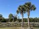 Palm trees accent the fenced yard in front of a long private property at 151 Saddle Dr., Loris, SC 29569