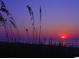 Beach view at sunset, framed by tall grass, with a vibrant sun reflecting on the water at 534 Magnolia Terrace Dr, Myrtle Beach, SC 29579