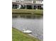 Backyard pond view features a swan swimming with townhomes in the background and lush green grass at 238 Seabert Rd. # 238, Myrtle Beach, SC 29579