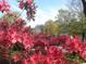 View of colorful flowers and tree in a community neighborhood at 5001 Little River Rd. # E-117-119, Myrtle Beach, SC 29577