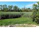 Large green backyard with reeds at 329 Kauffman St., Georgetown, SC 29440