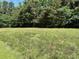 A view of land featuring a mix of tall grass and lush green trees at 444 Davis Rd., Hemingway, SC 29554