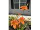 Close up of orange lilies planted in front yard at 206 N Levee Dr., Georgetown, SC 29440