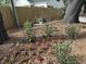 Lush backyard garden area with a vintage bench, flowers, and mature trees at 915 Palmetto St., Georgetown, SC 29440