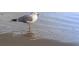 Close-up of a seagull standing in shallow water on a sandy beach at 1058 Sea Mountain Hwy. # 4-203, North Myrtle Beach, SC 29582