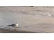 Seagull standing on a sandy beach near gentle waves of the ocean at 1058 Sea Mountain Hwy. # 4-203, North Myrtle Beach, SC 29582