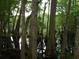 Wooded and watery serene views surround the property at 4131 Gunter Lake Rd., Galivants Ferry, SC 29544