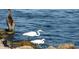 Scenic waterfront view featuring birds by the ocean, showcasing the natural beauty of this location at 814 Night Heron Ln., Myrtle Beach, SC 29572