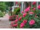 Lush pink rose bushes line a brick walkway, adding charm to the landscape at 67 Bossie Ln., Georgetown, SC 29440