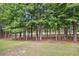 Scenic backyard with golf course views bordered by towering trees at 6203 Catalina Dr. # 212, North Myrtle Beach, SC 29582