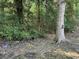 Mature trees and foliage decorate the yard of the property with the roots visible at 205 S Oliver Blvd., Hemingway, SC 29554