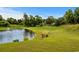 Scenic view of a pond and golf course offering a serene and picturesque outdoor experience at 2241 Waterview Dr. # 514, North Myrtle Beach, SC 29582