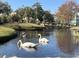 A serene pond with swans and ducks adds natural beauty, creating a peaceful waterside setting at 5905 S Kings Hwy. # 206A, Myrtle Beach, SC 29575