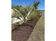 Landscaping features a young palm tree with fresh mulch at 234 Rolling Woods Ct., Little River, SC 29566