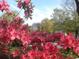 Beautiful blooming azaleas adorn the landscaped grounds, with building in the background at 5001 Little River Rd. # W101, Myrtle Beach, SC 29577
