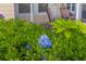 Close-up featuring lush green hydrangeas in full bloom, adding charm and color to the property's outdoor space at 100 Culpepper Way # 1003, Myrtle Beach, SC 29579