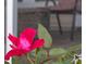 Close-up of a vibrant rose bush, adding a touch of natural beauty to the outdoor space at 100 Culpepper Way # 1003, Myrtle Beach, SC 29579