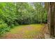 Lush backyard with mature trees and greenery, perfect for outdoor activities at 3534 Nichols Hwy., Galivants Ferry, SC 29544