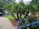 Beautiful landscaping featuring vibrant hydrangeas and palm trees at 618 Cypress Dr., Surfside Beach, SC 29575
