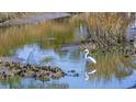 Beautiful shot of a Great Egret standing in shallow water next to a patch of reeds at 501 Maison Dr. # F-1, Myrtle Beach, SC 29572