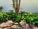 Landscaping with a variety of foliage surrounding the house at 203 Broad St., Georgetown, SC 29440