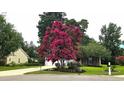Well-manicured lawn featuring a large crape myrtle tree with vibrant pink blooms, adding beauty to the property at 1409 Ashwood Circle, Surfside Beach, SC 29575