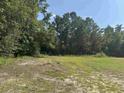 View of a grassy backyard surrounded by lush trees, offering privacy and space at 364 Jamie Rd., Galivants Ferry, SC 29544