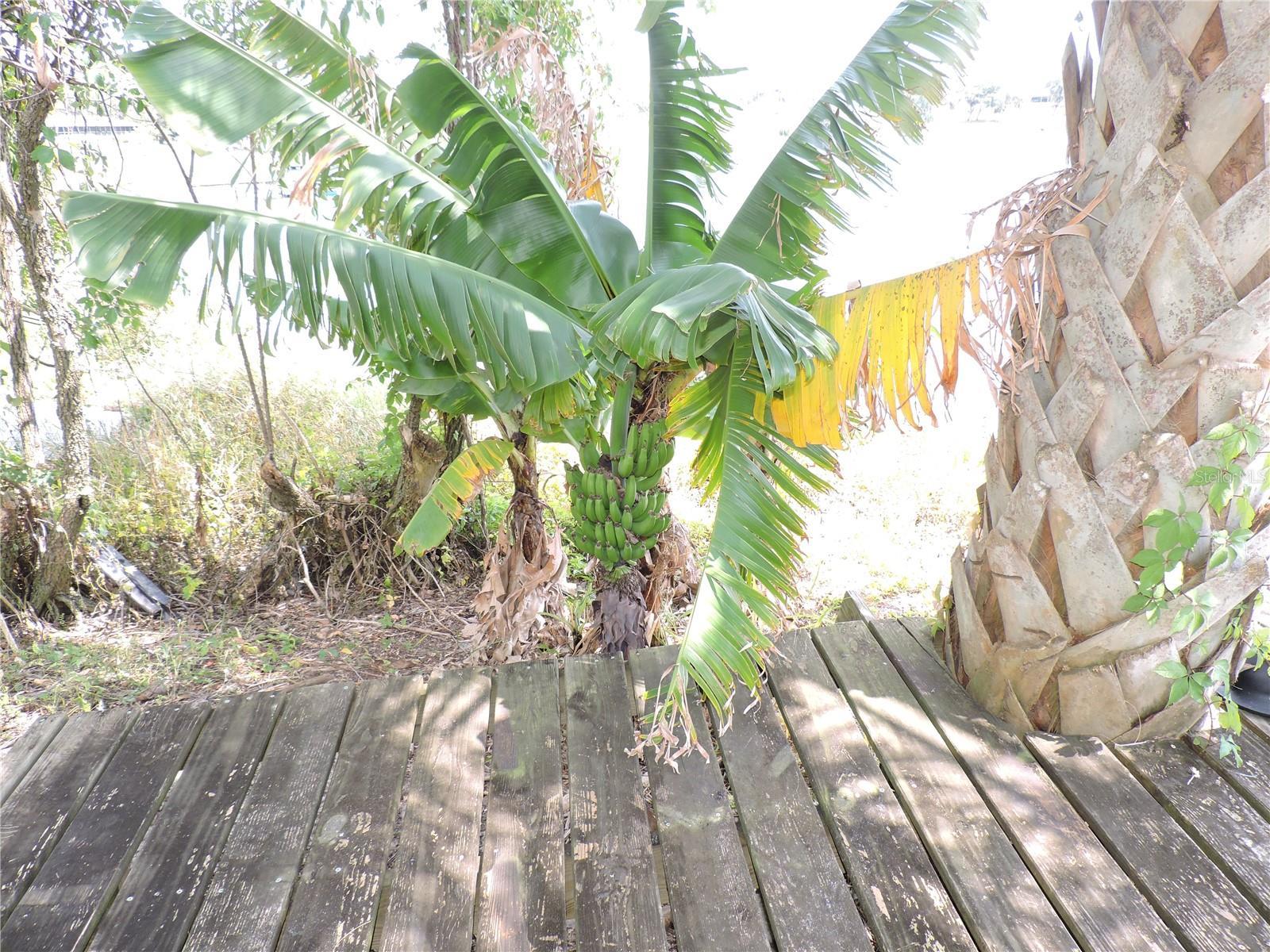 Photo #43